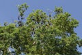 Fruit bats hanging from trees in cambodia