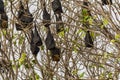 Fruit Bats hanging upside down on a Tree