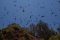 Fruit Bats Over Tropical Island