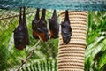 Fruit bats are sleeping