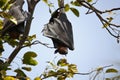 Fruit bats in a tree in the forest Royalty Free Stock Photo