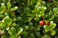 Fruit of the Bearberry Arctostaphylos uva ursi Royalty Free Stock Photo