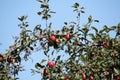 Fruit-bearing branches of apple-tree with red apples and leaves against blue sky Royalty Free Stock Photo