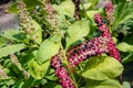 Fruit bearing bunches of Indian pokeweed Royalty Free Stock Photo