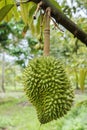 Fruit in Ben Tre Province, Vietnam Royalty Free Stock Photo