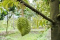 Fruit in Ben Tre Province, Vietnam Royalty Free Stock Photo