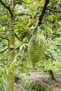 Fruit in Ben Tre Province, Vietnam Royalty Free Stock Photo