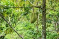 Fruit in Ben Tre Province, Vietnam Royalty Free Stock Photo