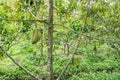 Fruit in Ben Tre Province, Vietnam Royalty Free Stock Photo