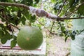 Fruit in Ben Tre Province, Vietnam Royalty Free Stock Photo