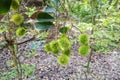 Fruit in Ben Tre Province, Vietnam Royalty Free Stock Photo