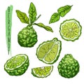 Fruit of bergamot orange or kaffir lime