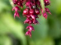 Fruit berries and flower of pink purple shrimp plant