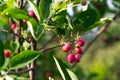 Fruit berries of shadbush shrub Amelanchier also known as serviceberry