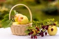 Fruit and berry autumn composition with a wicker basket on a garden table. Royalty Free Stock Photo