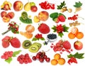 Fruit-berry collection