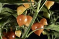 Fruit of Biquinho Pepper on tree