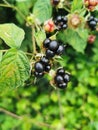 Fruit blackberries green fresh baby