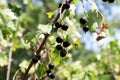 Fruit of The blackcurrant (Ribes nigrum)
