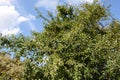 Fruit of Blackthorn (Prunus spinosa) Royalty Free Stock Photo