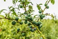 Fruit of Blackthorn, Prunus spinosa used for sloe gin Royalty Free Stock Photo