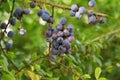 Sloes fruit of the Blackthorn. Royalty Free Stock Photo