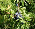 Fruit of the Blackthorn. Royalty Free Stock Photo