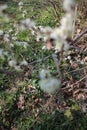 Fruit in bloom. White petals. Spring scene. Tree Branches.