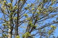 Fruit in bloom. Stamen and pistil. Spring scene. Tree Branches. Blue sky.