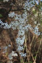 Fruit in bloom. White petals. Stamen and pistil. Spring scene. Tree Branches.