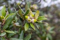 The fruit of an Blue Japanese oak tree like an acorn in San Marino