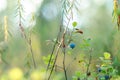 Fruit blueberry berries grow on a Bush against a coniferous forest in the wild tundra. Royalty Free Stock Photo