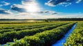 fruit blueberry farm florida