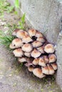 Fruit bodies of Glistening Inkcap Mushroom Coprinellus micaceus closeup