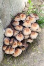 Fruit bodies of Glistening Inkcap Mushroom Coprinellus micaceus closeup
