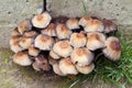 Fruit bodies of Glistening Inkcap Mushroom Coprinellus micaceus closeup