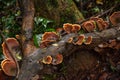Reishi mushroom (Ganoderma lucidum) 14166