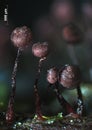 Fruit bodies of a slime mold Cribraria cancellata resembe poppyhead