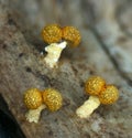 Fruit bodies of a slime mold Physarum polycephalum