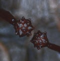 Fruit bodies of a slime mold Trichia papillata in a form of prickly battle-flail