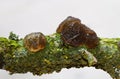 Fruit bodies of Witches` butter on rotting branch