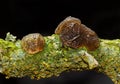 Fruit bodies of Witches` butter on rotting branch