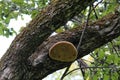 Fruit body of Phellinus igniarius fungus, parasitic on trunk of apple tree Royalty Free Stock Photo