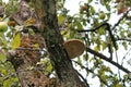 Fruit body of Phellinus igniarius fungus, parasitic on trunk of apple tree Royalty Free Stock Photo