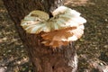 Fruit body of Polyporus squamosus on maple in September