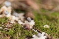 Fruit body of a rayed earthstar Geastrum quadrifidum