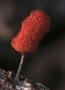 A fruit body of a slime mold Arcyria denudata resemble red stick ice-cream