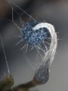 A fruit body of a slime mold caught in fibers of fungal mold.