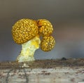 A fruit body of a slime mold Physarum polycephalum