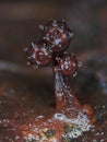 Fruit body of a slime mold Trichia papillata in a form of a prickly battle-flail